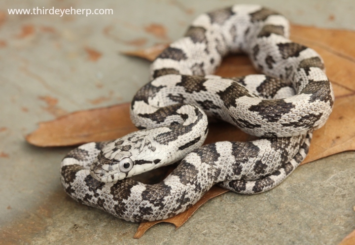 Gray Rat Snake